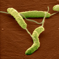 Helicobacter pylori bacteria help prevent asthma?