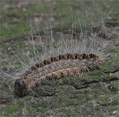 Helicopters declare war on caterpillars
