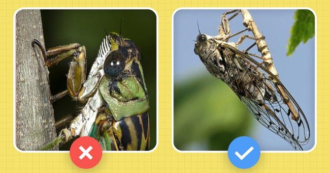 Hello!  I am a cicada and you are scolding me wrong!