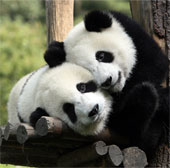Help the panda mate by