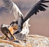 Helpless vultures watched the jackals rob their food