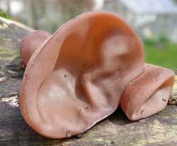 Hemostatic by ear fungus