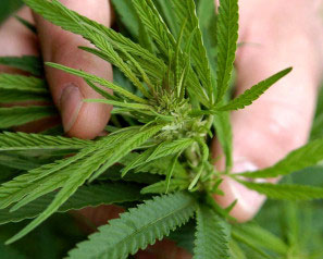 Hemp prevents metastatic breast cancer