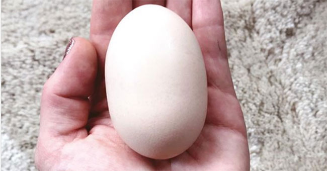 Hens' eggs' monsters', owners worry about fever