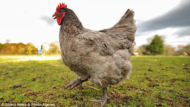 Hens know the weather forecast
