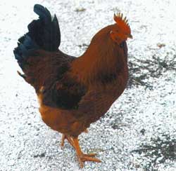 Hens turn into ... roosters