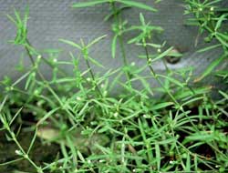 Herbal cure for cancer