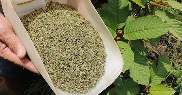 'Herbal Heroin' - Indonesian farmer's livelihood