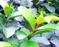 Herbal medicine cure three common diseases in children
