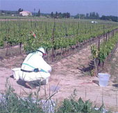 Herbicides alter global ecosystems