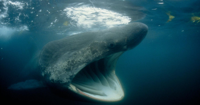 Herds of 1,400 dried sharks make the experts confused