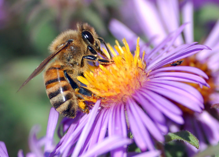 Herds of bees are ready to suppress opponents aggressively