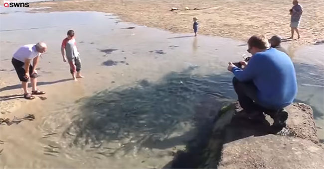Herds of fish collect hundreds of fish stuck on the beach after the tide