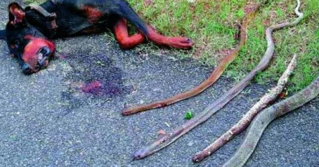 Hero dog, sacrificing himself to save the owner from poisonous snakes
