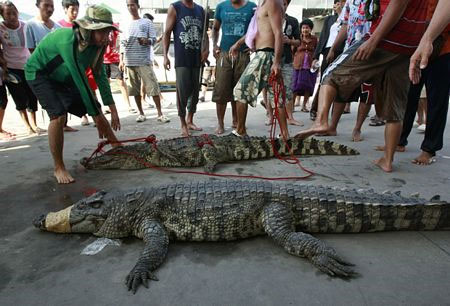 Hero of the crocodile scene in the flood in Thailand