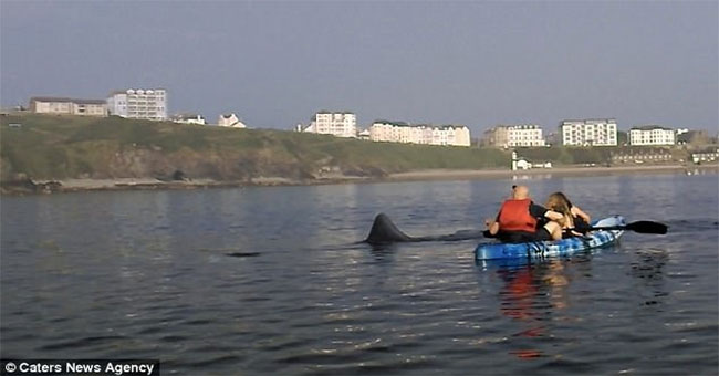 Heroes of giant sharks circling the group of rowers