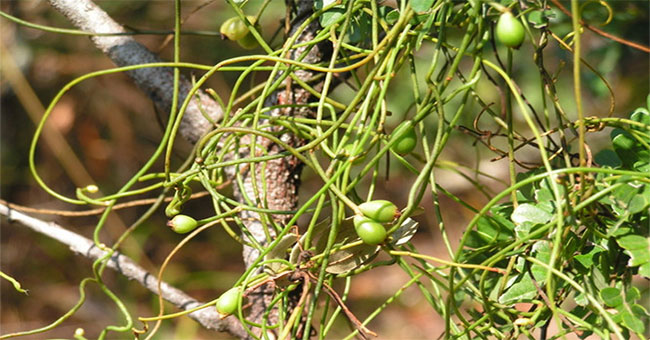 Heroic green silk trees turn hornets into mummies
