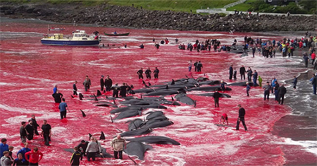 Heroic scene of massacre of whales, sea water changed color