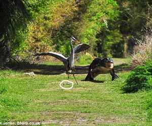 Heron bird was attacked because ...