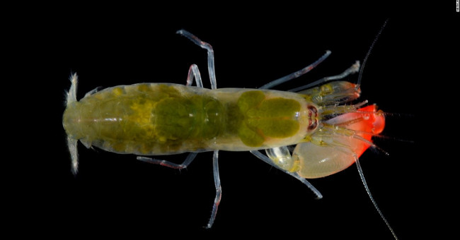 Heterosexual shrimp have 1 more, sounding louder than a rock show