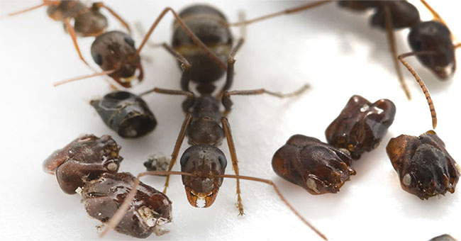 Heterosexual species like ants