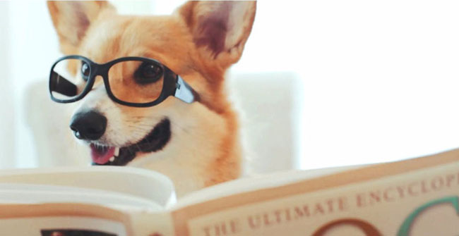 Hi Dog year, find out the incredibly unexpected facts about this man's