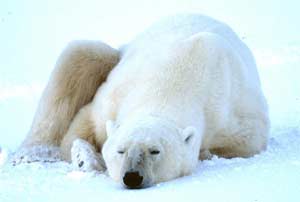 Hibernation of animals
