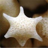 Hidden beauty of sand