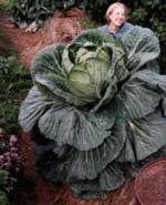 High cabbage is almost the size of a human