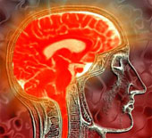 High levels of estrogen directly affect the brain