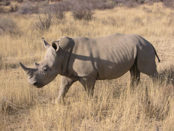 High technology reduces illegal rhinoceros hunting