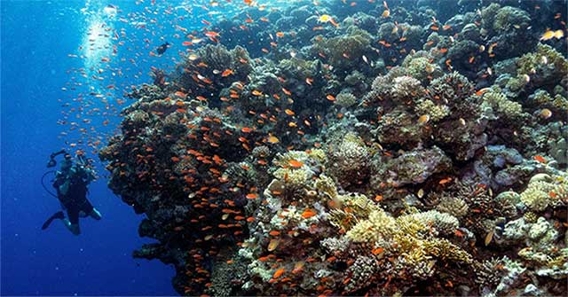 High water temperatures are one of the factors that damage coral reefs