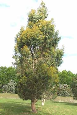 Highest tree species - Almond Tree Eucalyptus amygdalina
