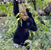 High-lift gibbons in Vietnam increase in number