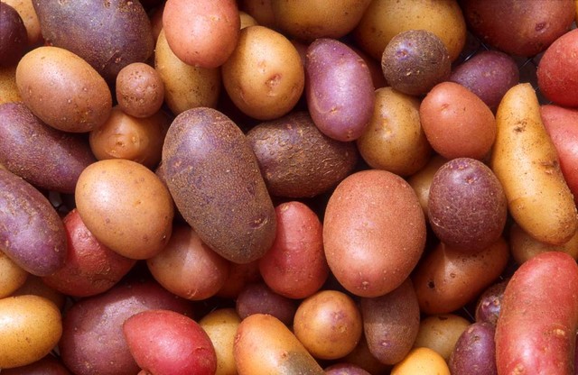 High-starch diets have helped the brain get bigger?