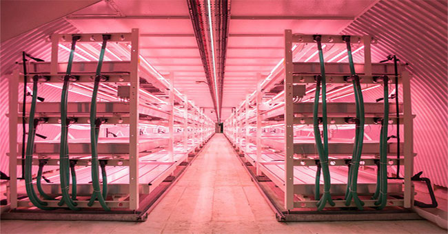 High-tech farm of China: Production of 10 tons / day, only need 4 employees
