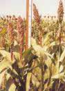High-yielding GMO: Hope for Africa