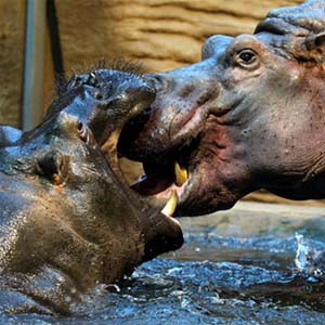 Hippo 'French kiss'