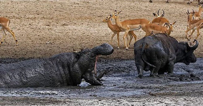 Hippopotamus attacked wild buffalo to monopolize the puddle