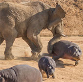 Hippopotamus mother risked her life to save me