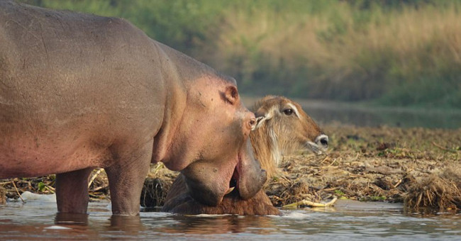 Hippopotamus rescues the antelope almost to be drowned by crocodile