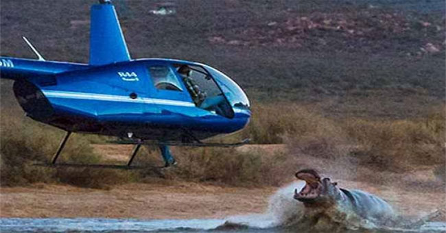 Hippopotamus rushed out of the water to grab a helicopter