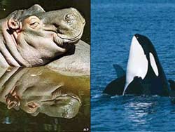 Hippos close relationship with whales?