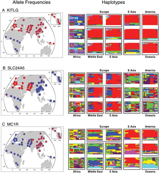 History and geography create differences in genes in humans