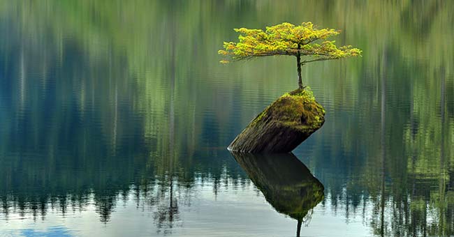 History, meaning, the false bon and the collection of 30 beautiful carbon trees