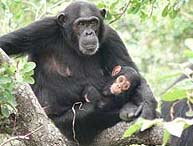 HIV originates from wild chimpanzees