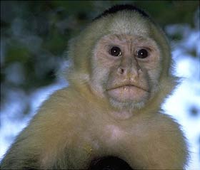 HIV 'relatives' cause pandemic in African monkeys