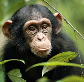 HIV was 5 million years ago