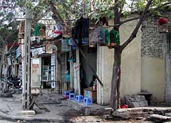 Ho Chi Minh City: ending poultry farming, waterfowl from November 15
