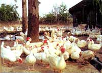 Ho Chi Minh City: if an outbreak occurs, it will destroy all poultry